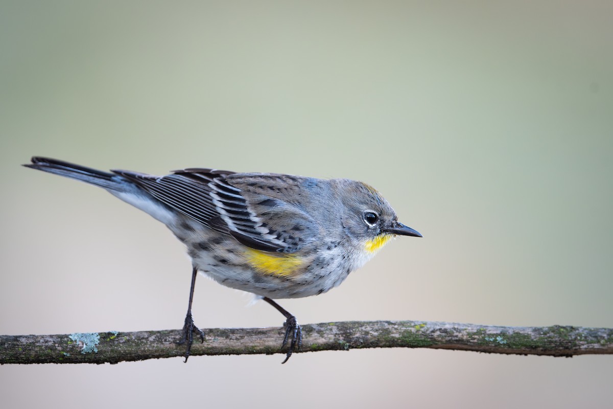 Reinita Coronada (de Audubon) - ML649887243
