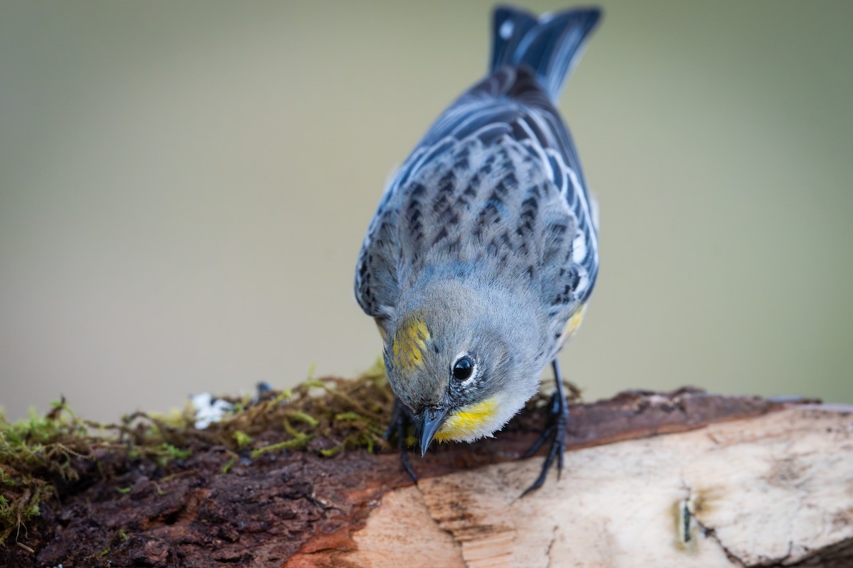 Reinita Coronada (de Audubon) - ML649887244