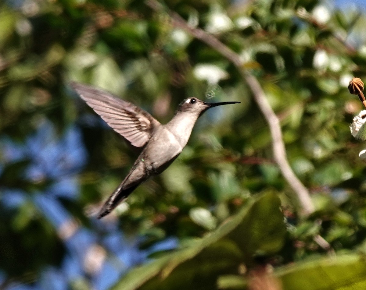 Wedge-tailed Sabrewing - ML649887315