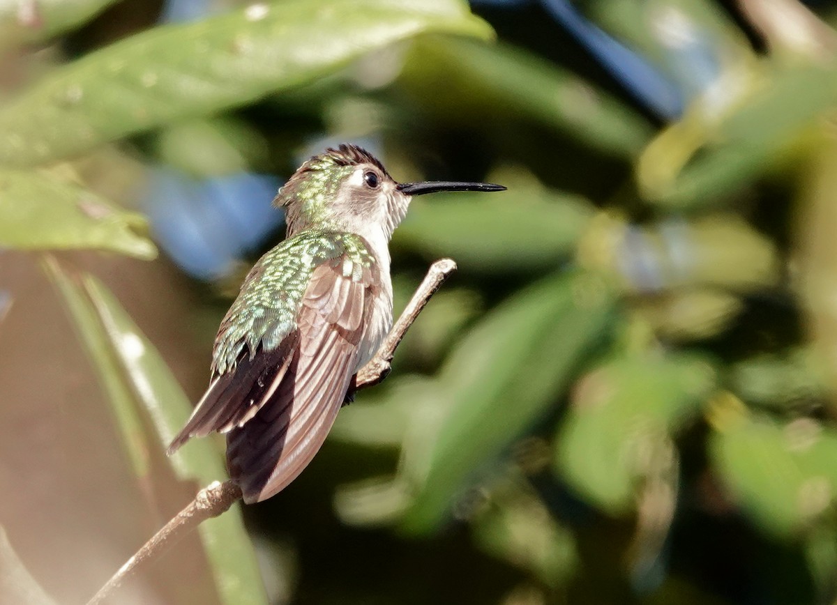 Wedge-tailed Sabrewing - ML649887341