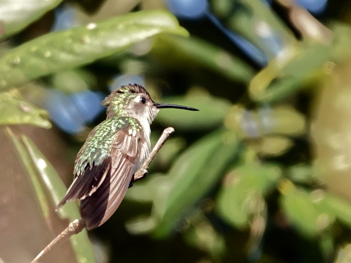Wedge-tailed Sabrewing - ML649887342