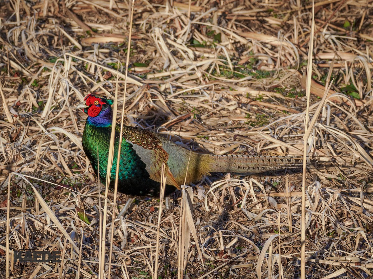 Buntfasan - ML649887865