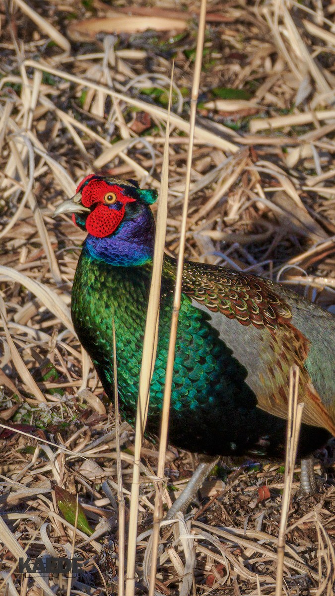 Buntfasan - ML649887871