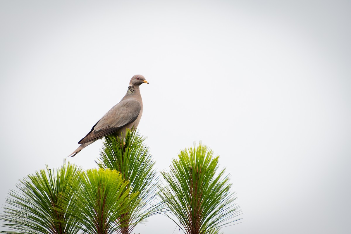 Paloma Torcaza - ML649887961
