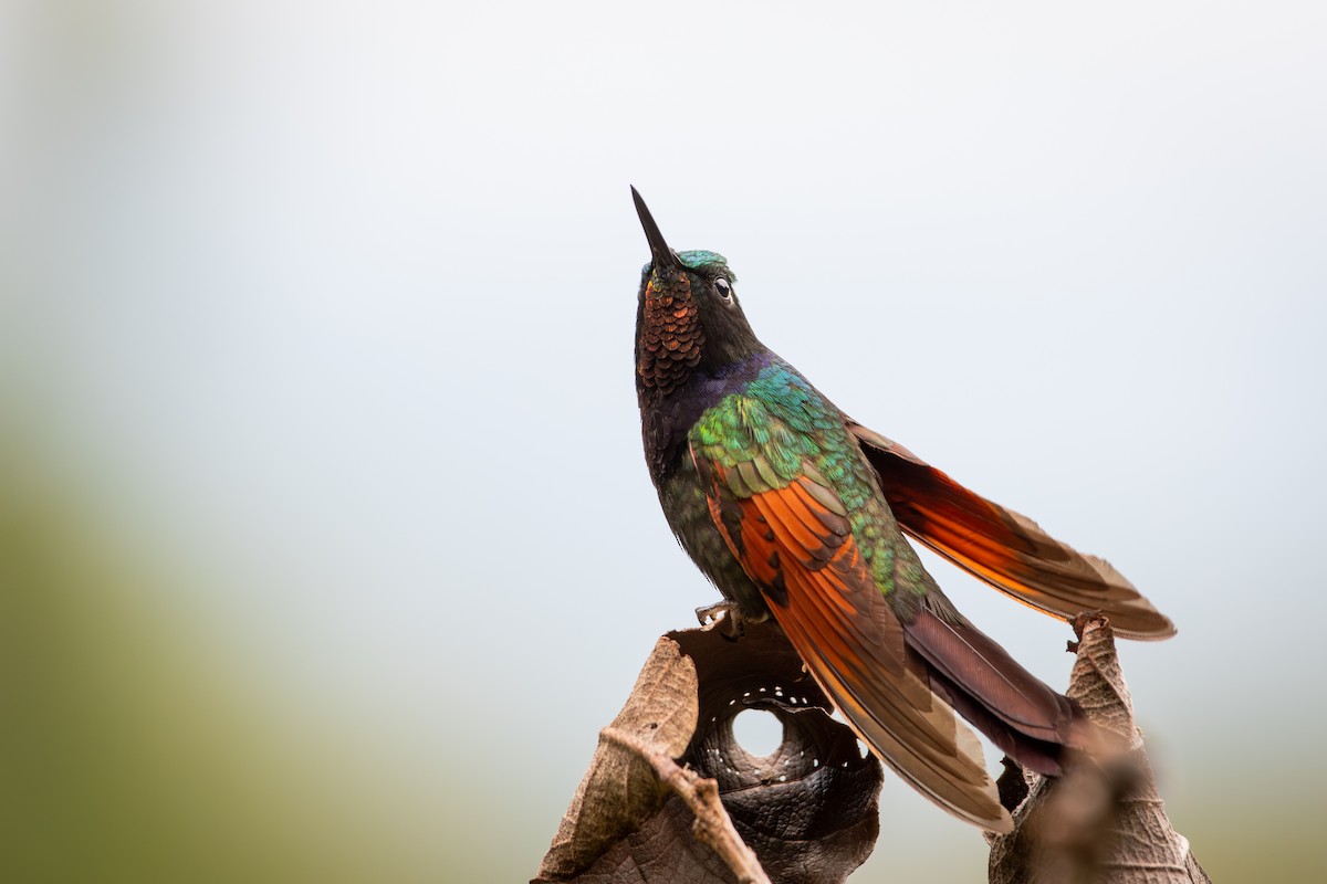 Colibrí Alicastaño - ML649888091