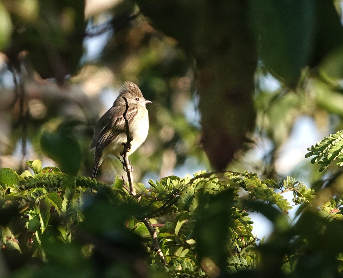 Gelbbauch-Olivtyrann - ML649888234