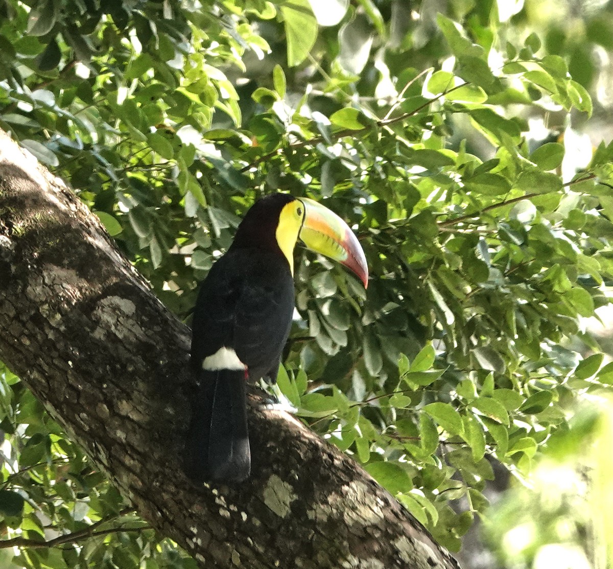 Fischertukan - ML649888259