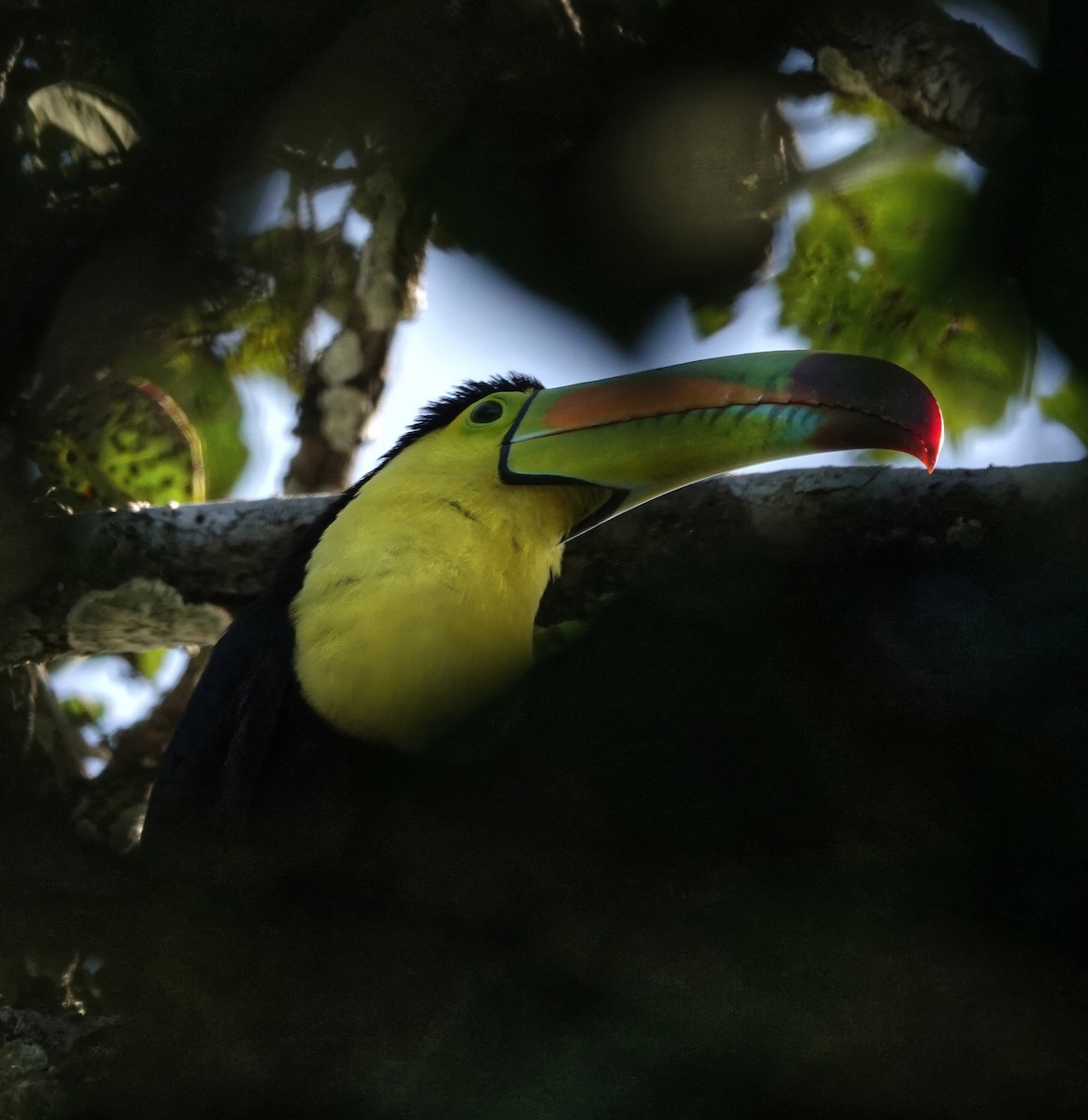 Fischertukan - ML649888260