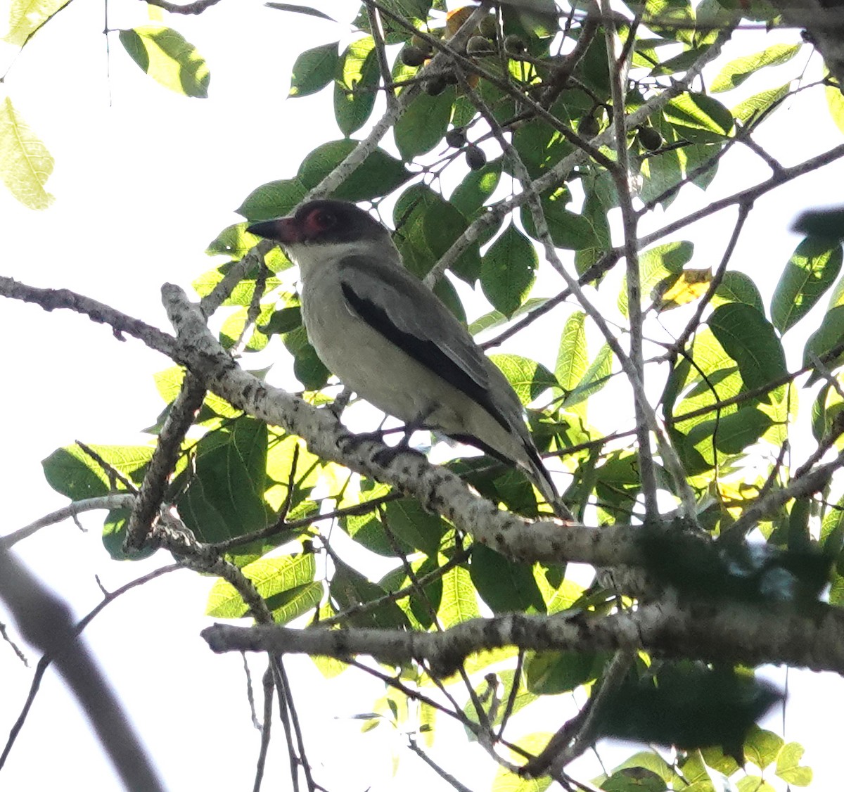 Weißnackenbekarde - ML649888272