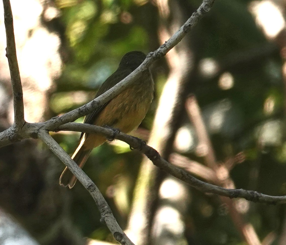 Ockerbauch-Pipratyrann - ML649888278