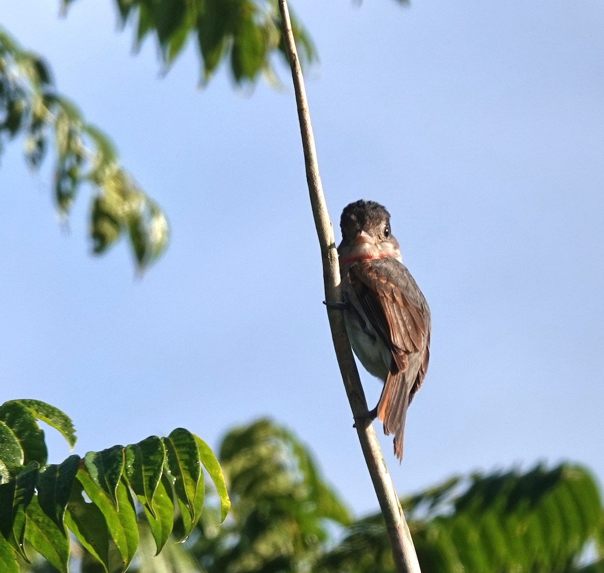 Rosenkehlbekarde - ML649888288