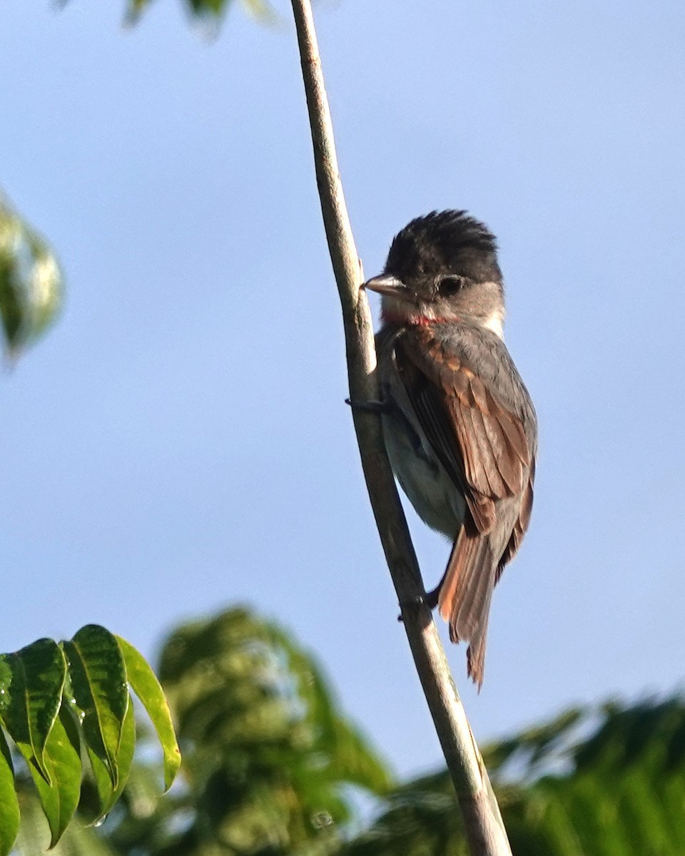 Rosenkehlbekarde - ML649888289