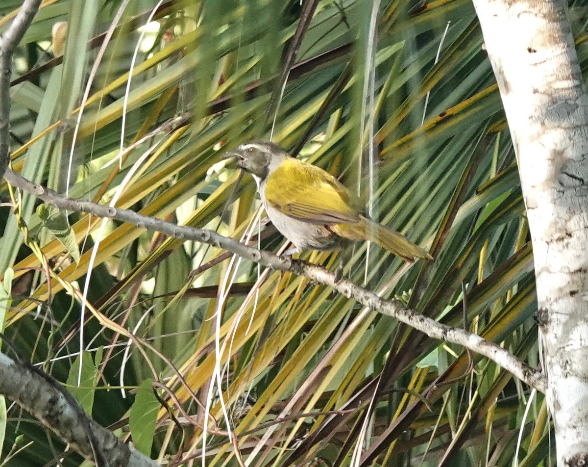 Schwarzscheitelsaltator - ML649888295