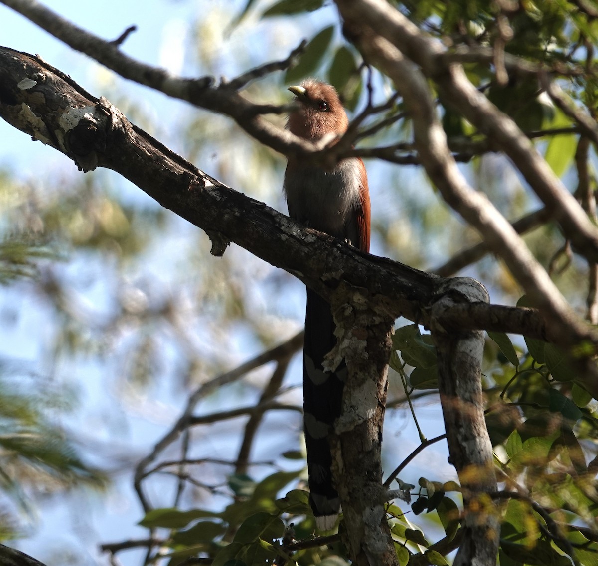 Eichhornkuckuck - ML649888300