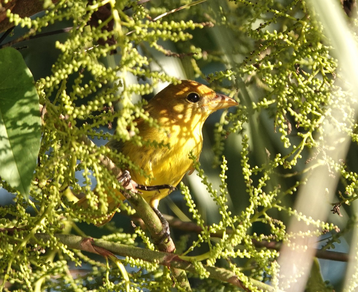 Sommerkardinal - ML649888308