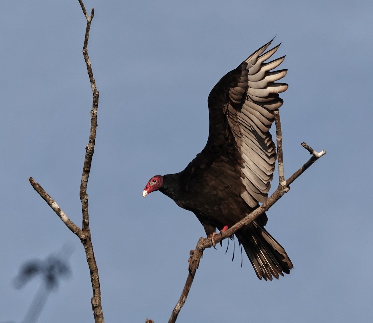 Truthahngeier - ML649888317