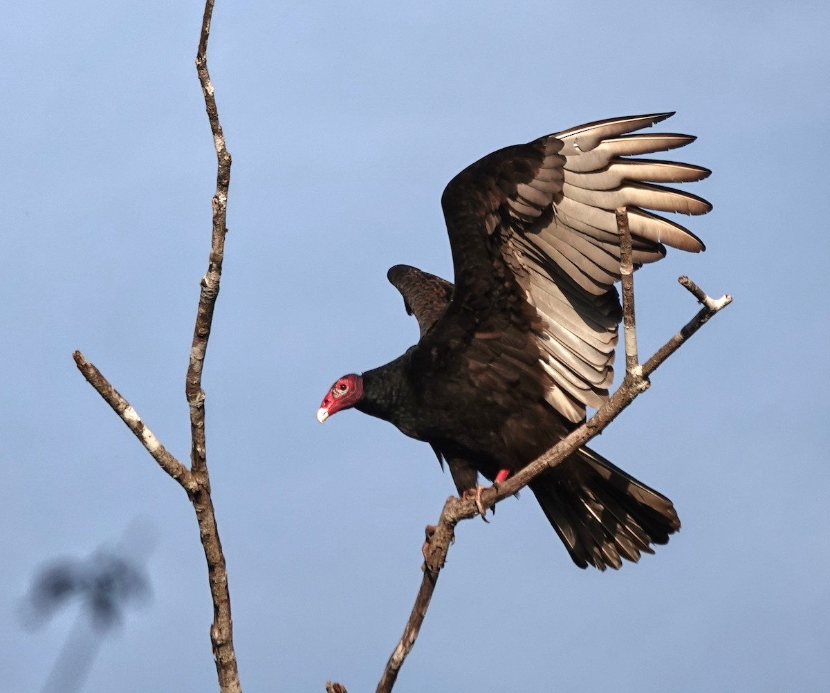 Truthahngeier - ML649888319