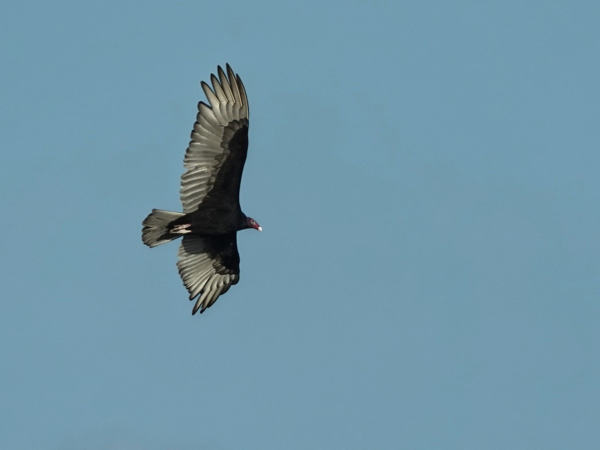 Truthahngeier - ML649888320