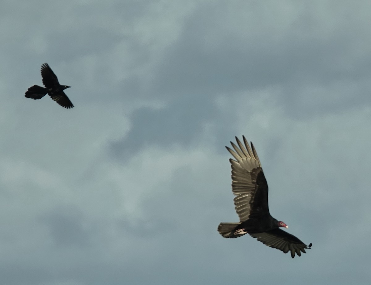 Truthahngeier - ML649888321