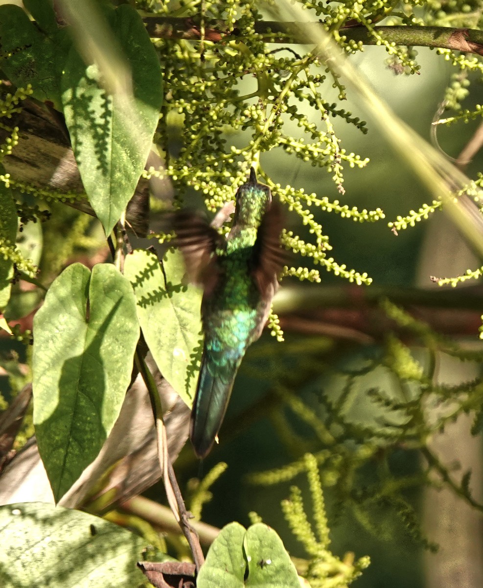 Wedge-tailed Sabrewing - ML649888330