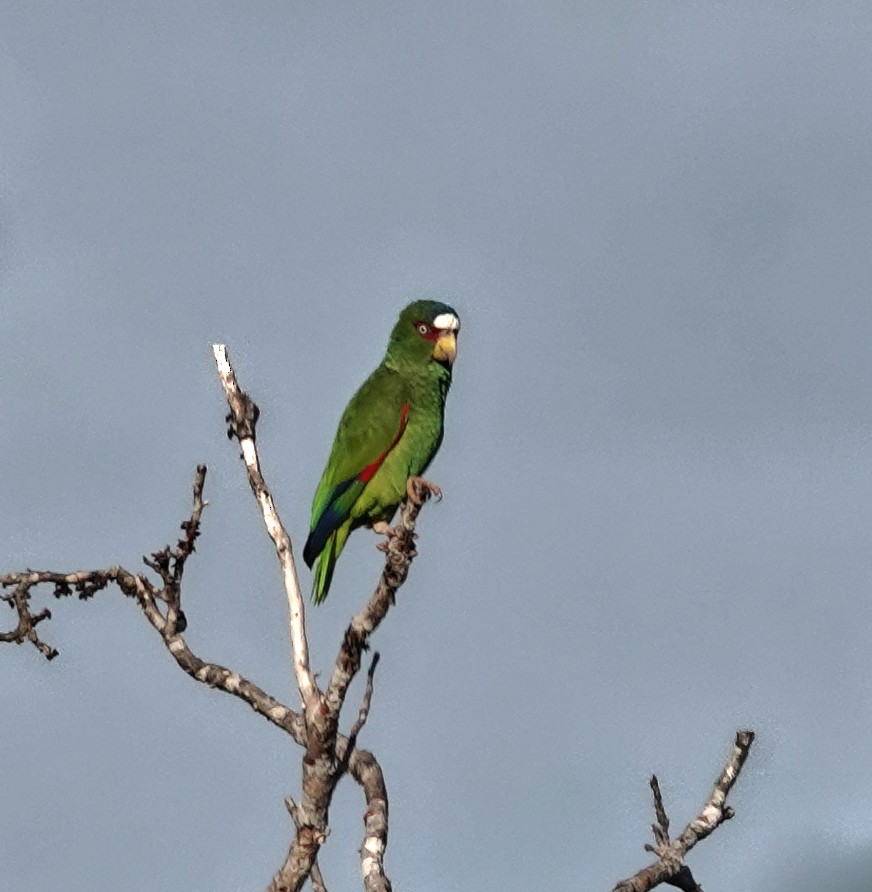 Weißstirnamazone - ML649888362