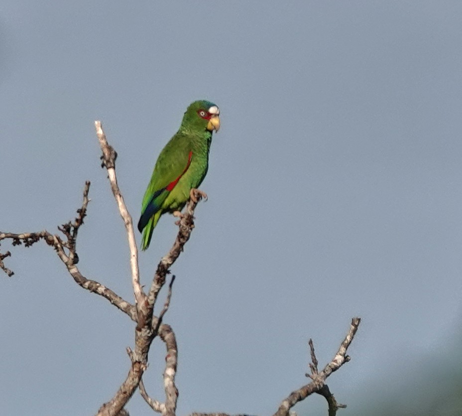 Weißstirnamazone - ML649888363