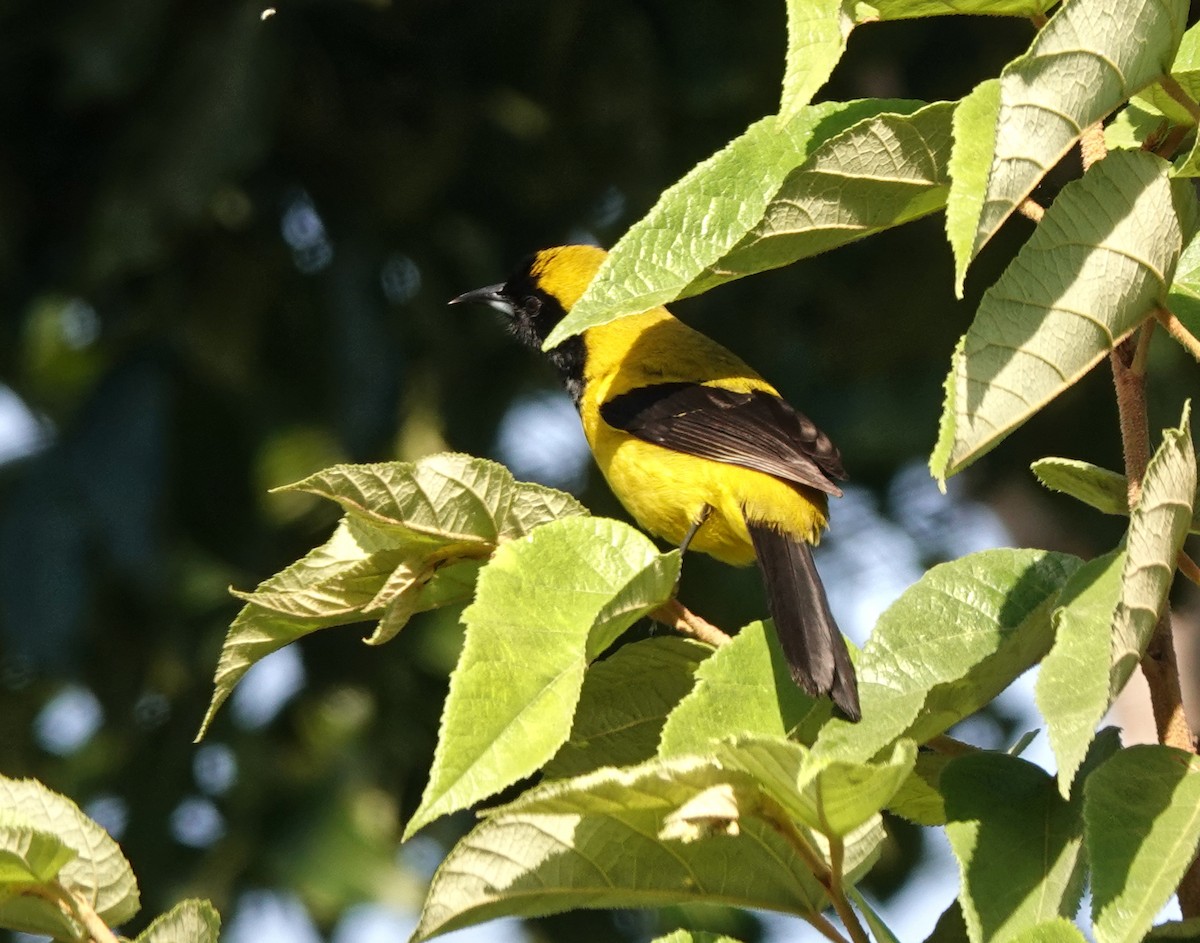 Schwarzflügeltrupial - ML649888533