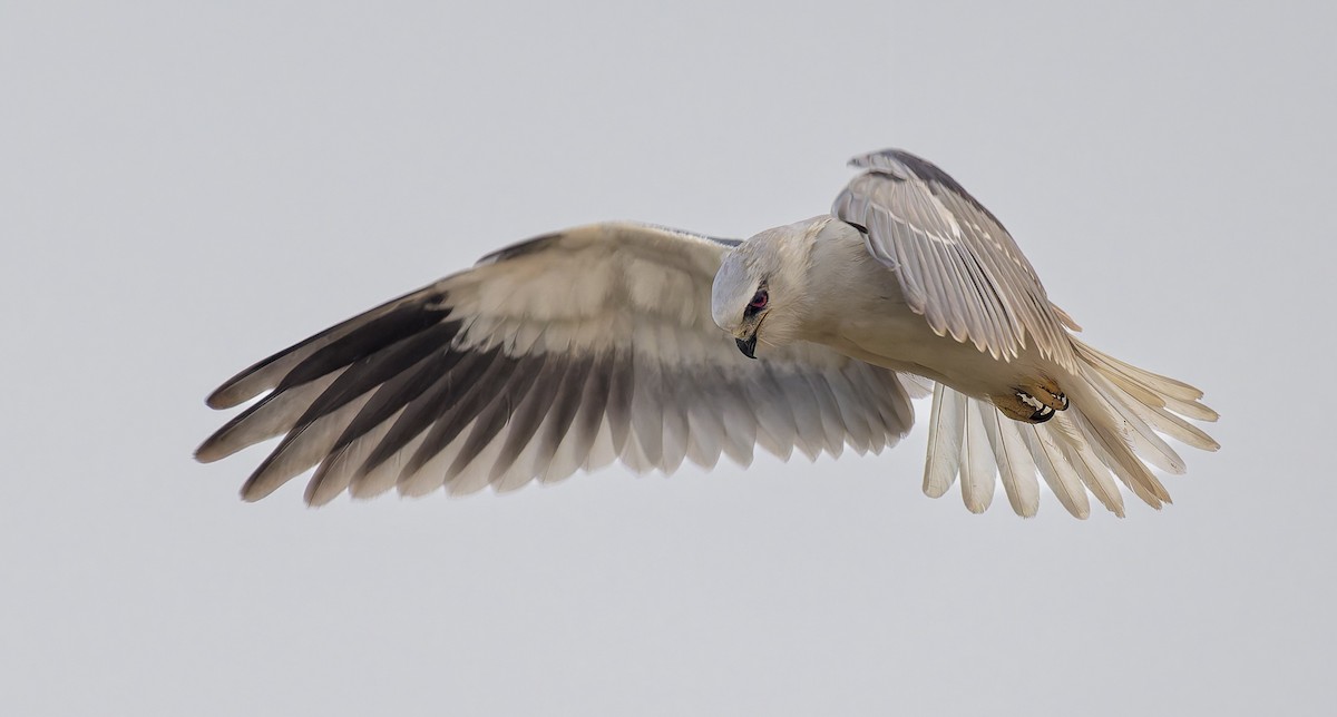 黑翅鳶 - ML649888695