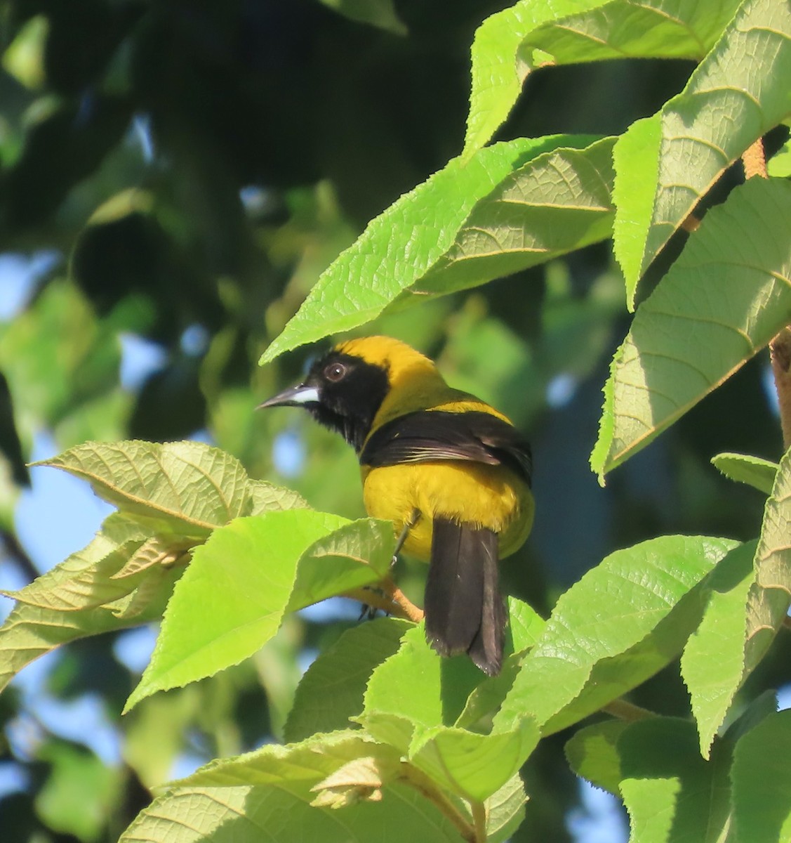 Schwarzflügeltrupial - ML649888749