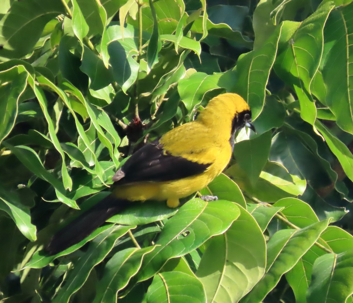 Schwarzflügeltrupial - ML649888869