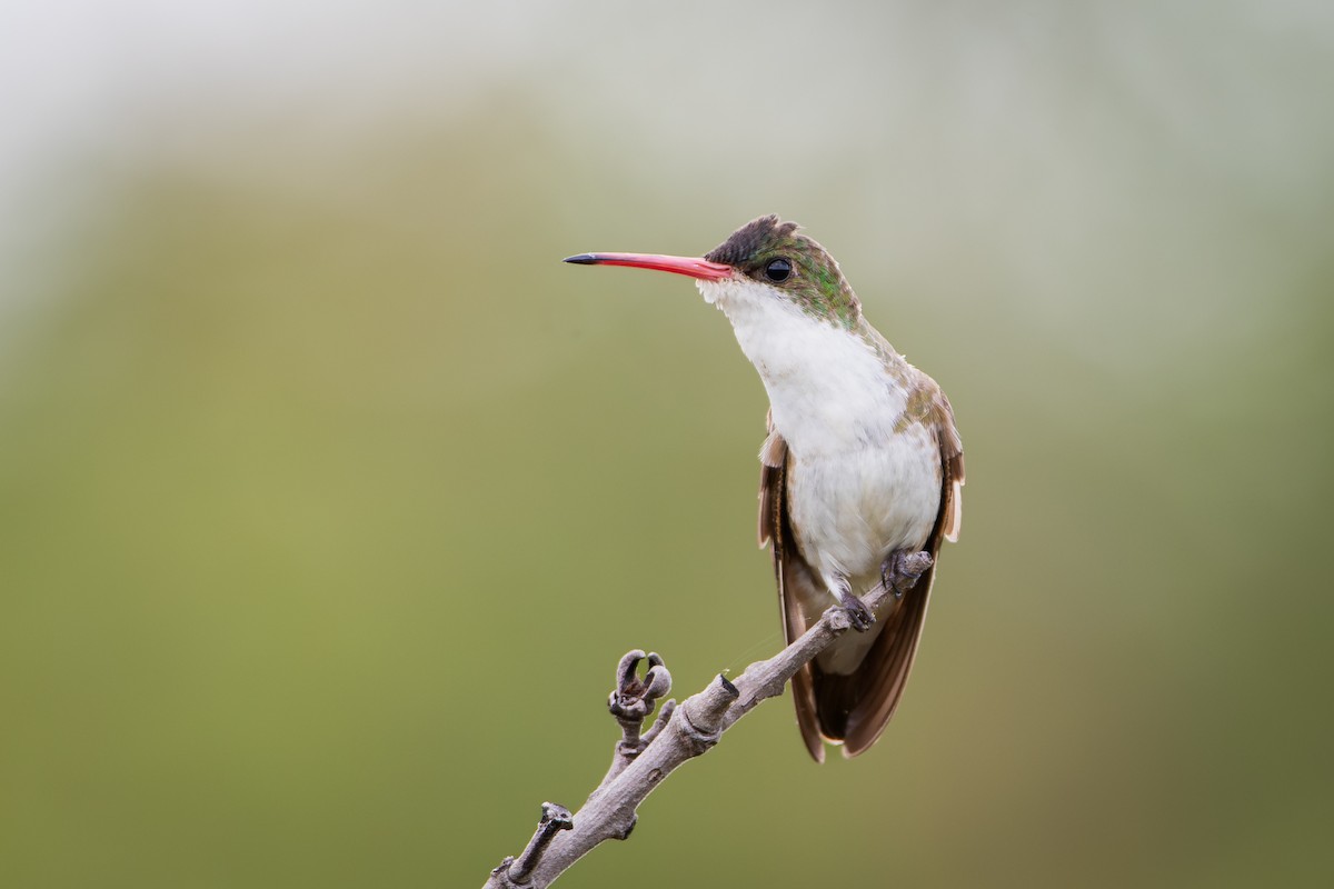 Amazilia Frentiverde - ML649888916