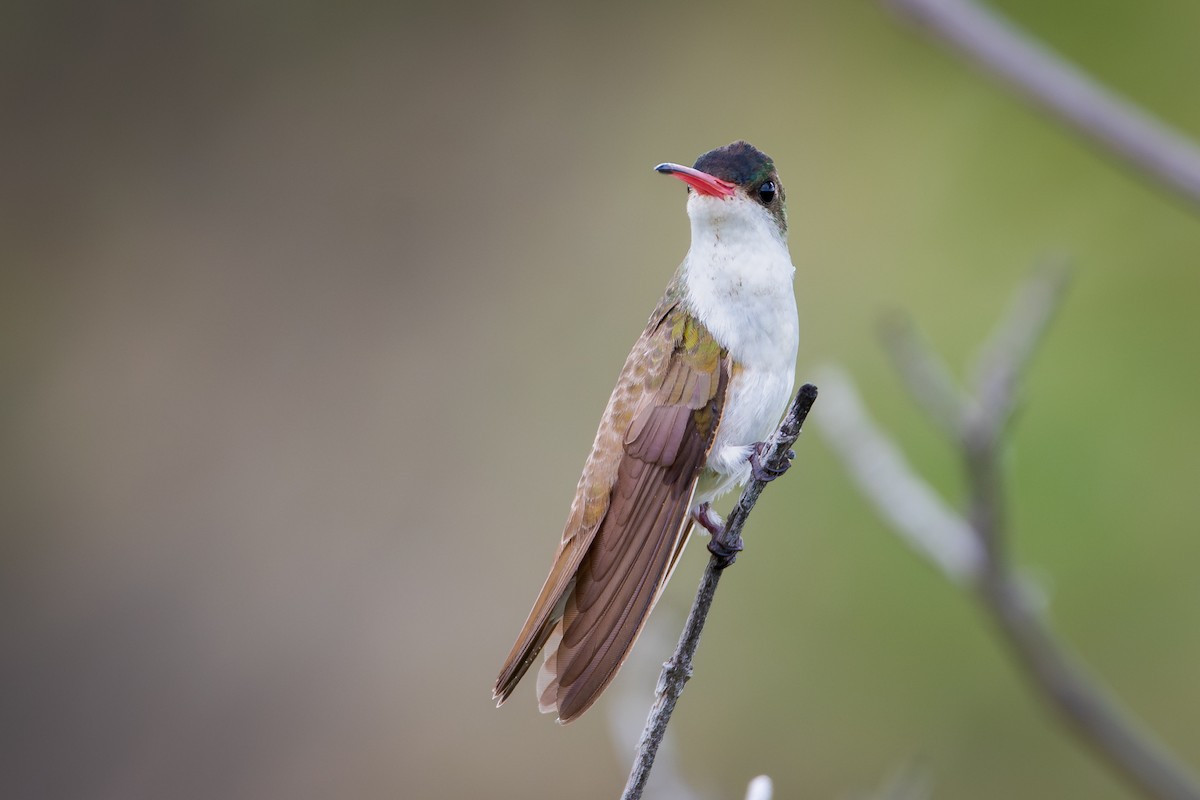 Amazilia Frentiverde - ML649889024