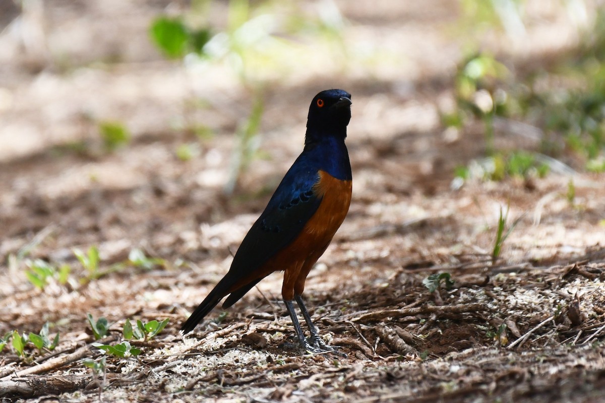 Hildebrandt's Starling - ML649889175