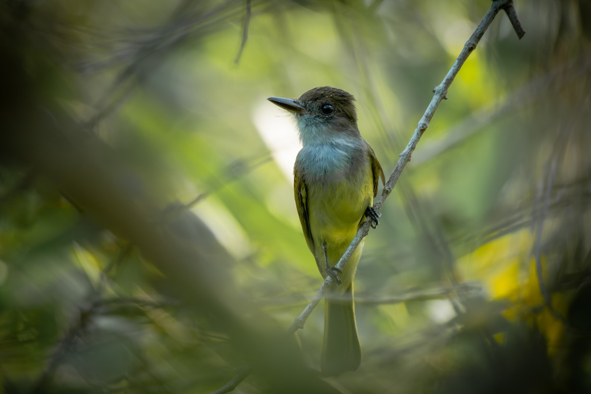 Copetón Salvadoreño - ML649889567