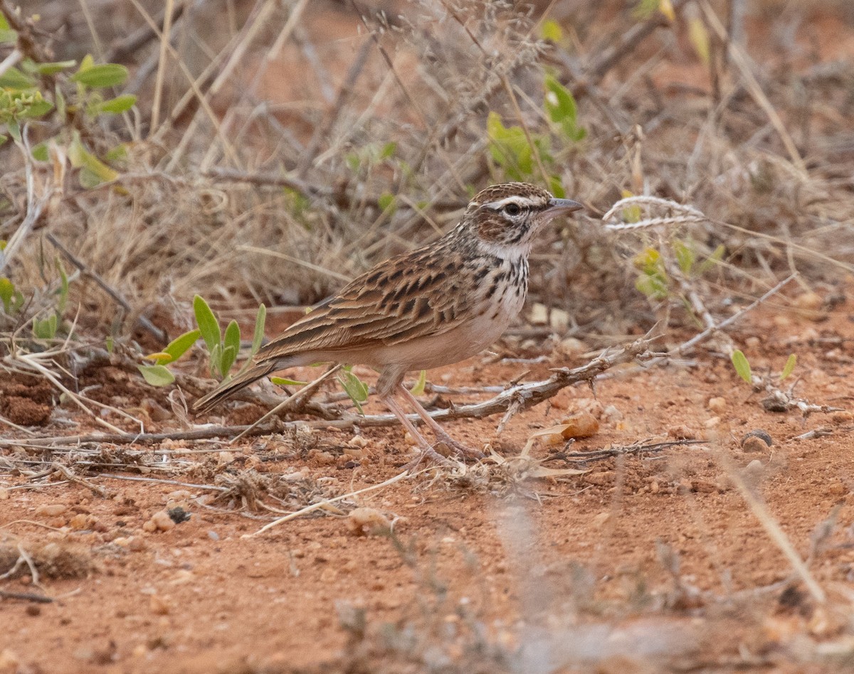 Savannenlerche (Fuchslerche) - ML649889830