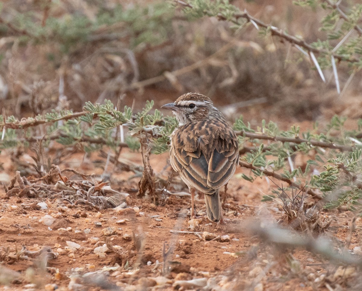 Savannenlerche (Fuchslerche) - ML649889832