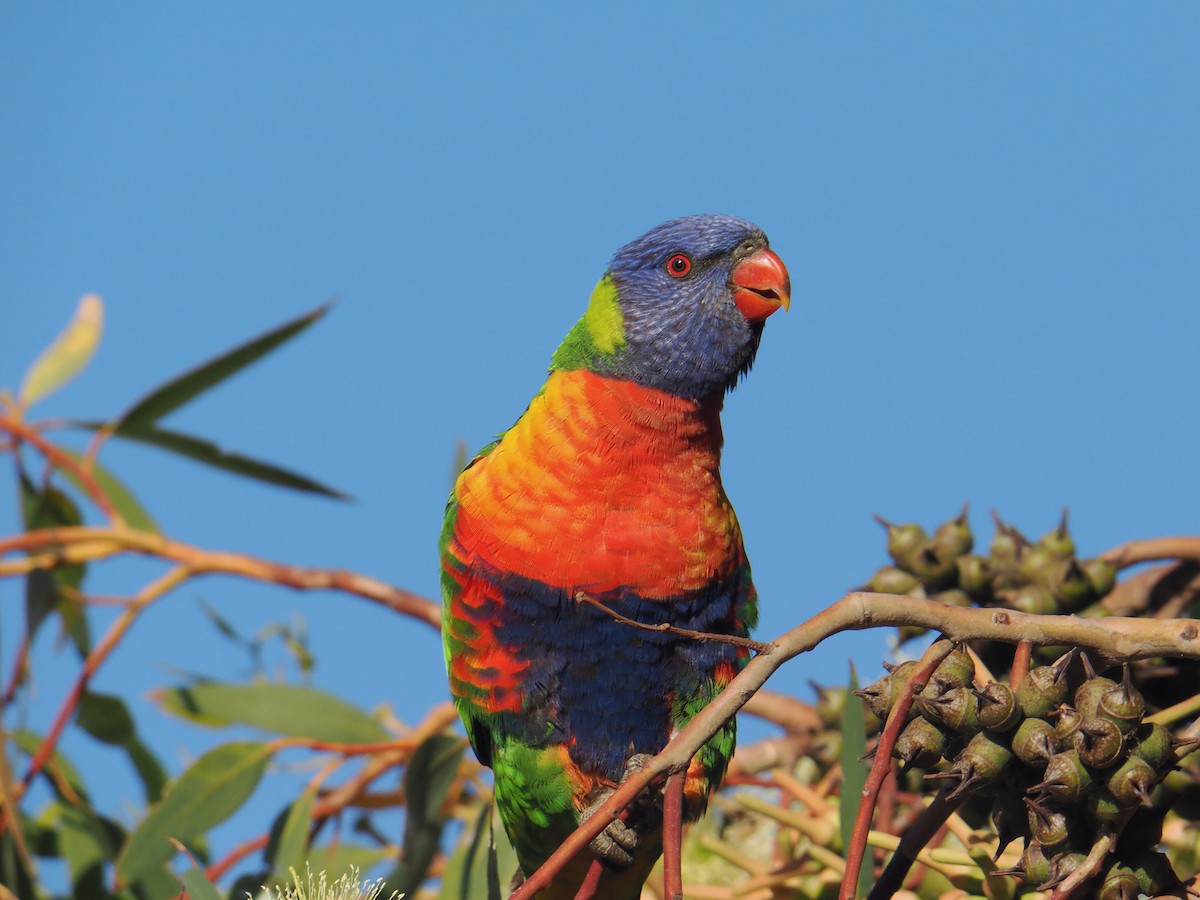 Rainbow Lorikeet - ML649890789