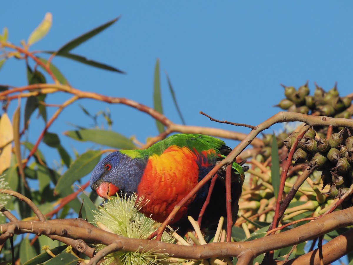 Rainbow Lorikeet - ML649890791