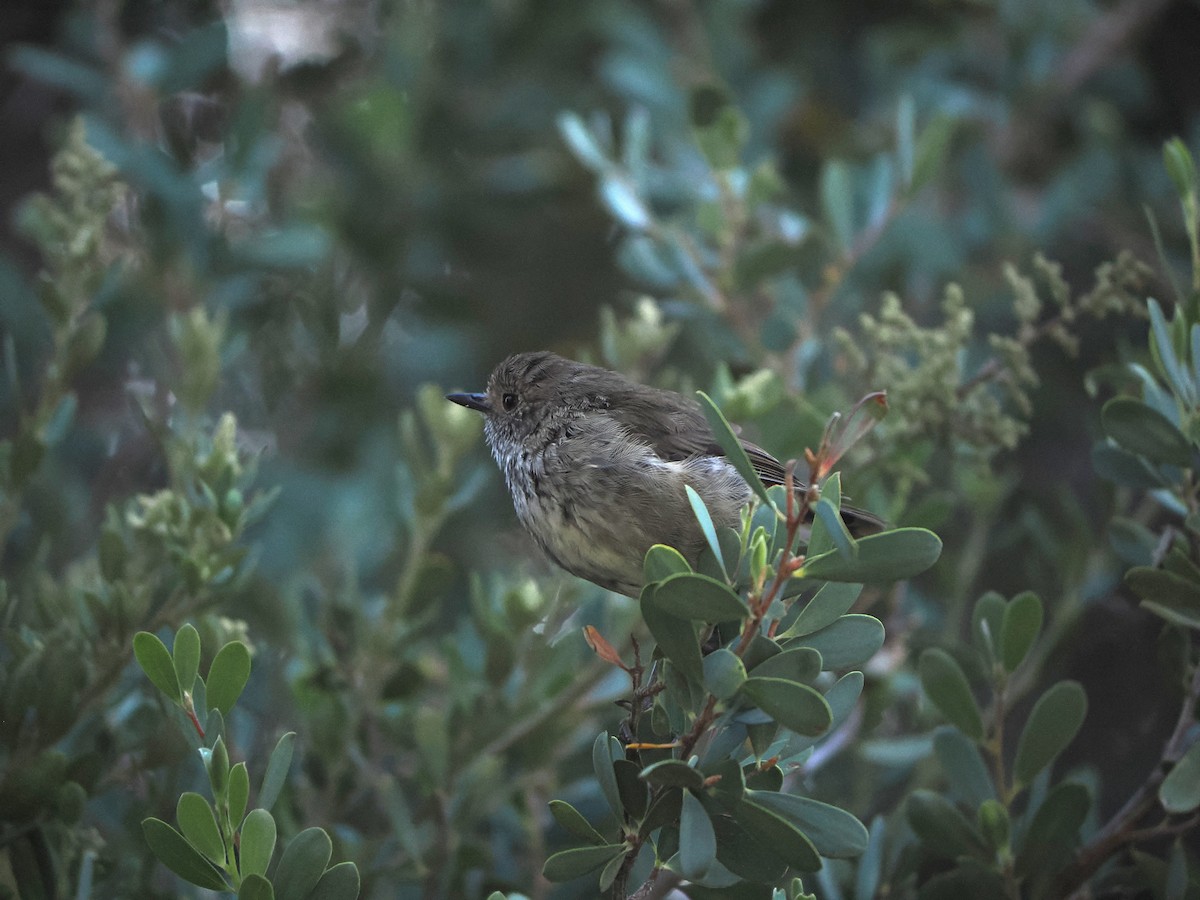 Brown Thornbill - ML649891053
