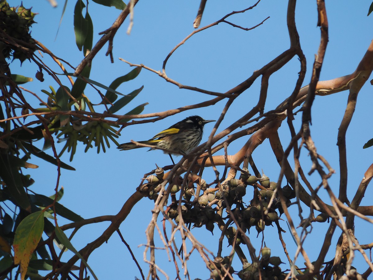 New Holland Honeyeater - ML649891054