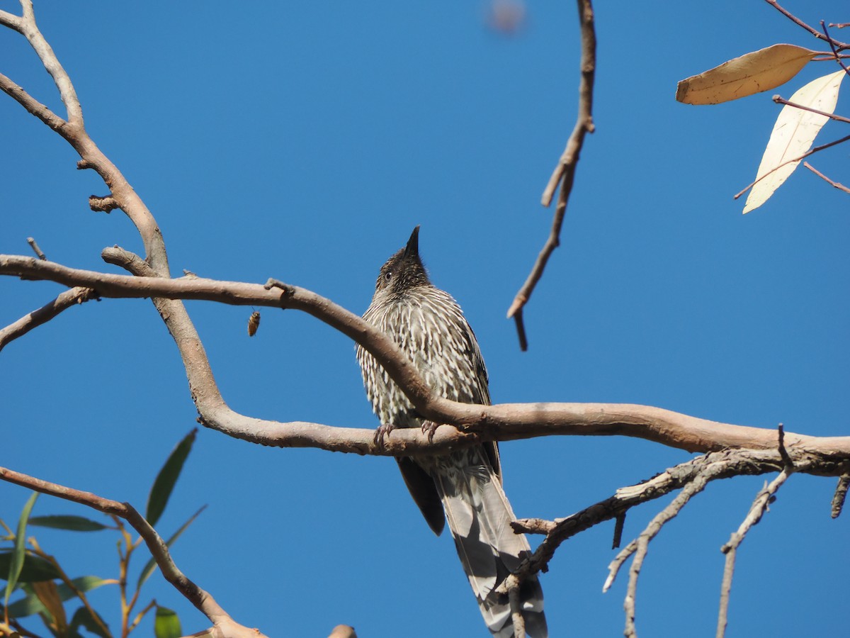 Little Wattlebird - ML649891062