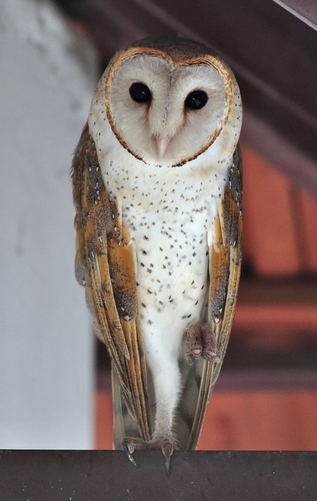 Eastern Barn Owl - Premchand Reghuvaran