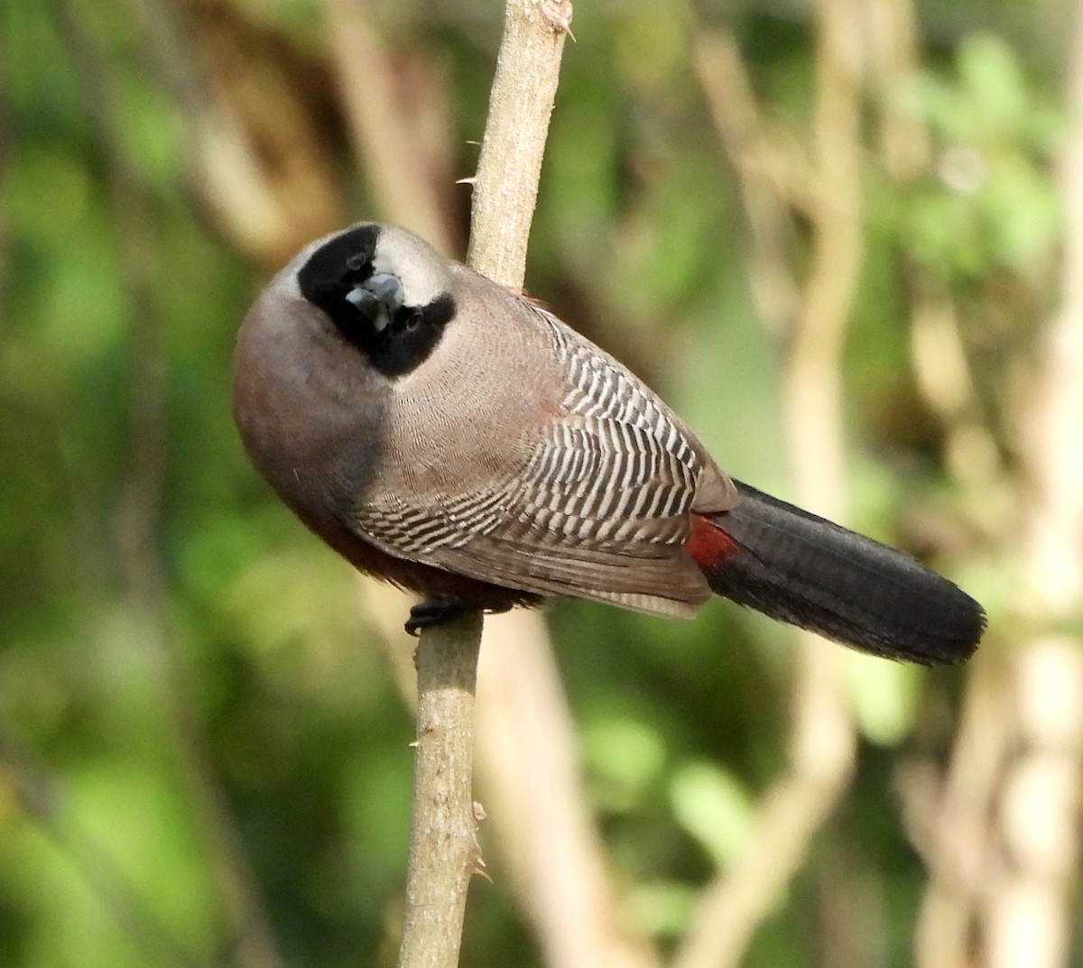 Black-faced Waxbill - ML649892688