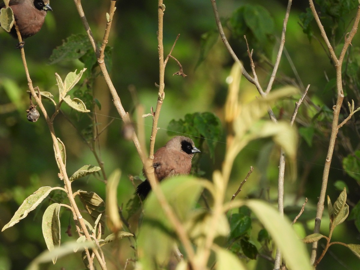 Black-faced Waxbill - ML649892689