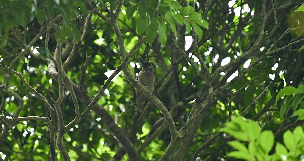 Green Barbet - ML649892987
