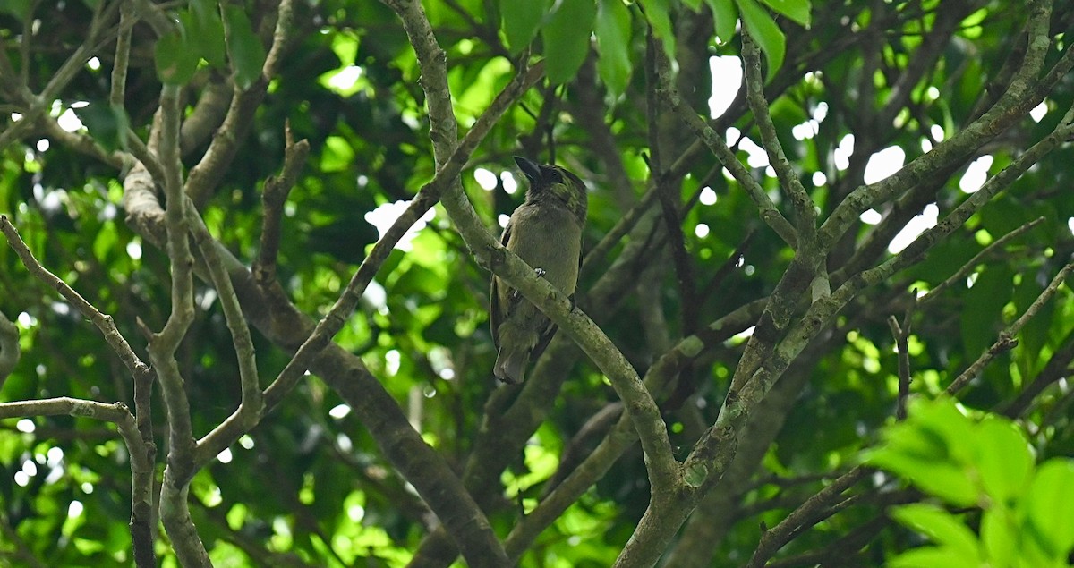 Green Barbet - ML649892988