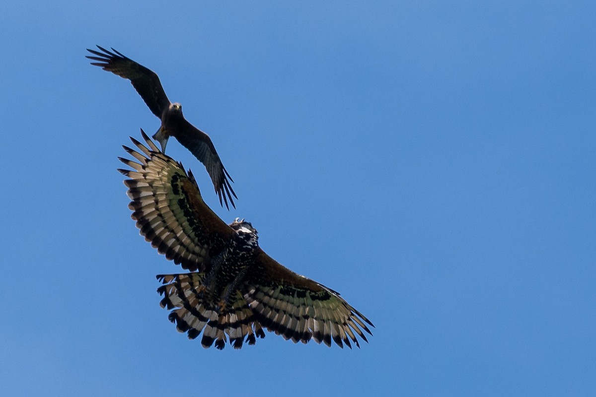 カンムリクマタカ - ML649893304