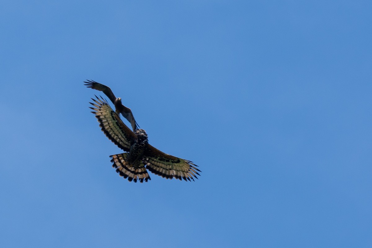 カンムリクマタカ - ML649893305