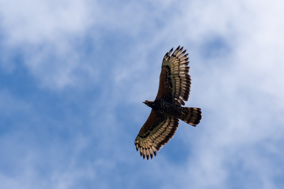 カンムリクマタカ - ML649893306