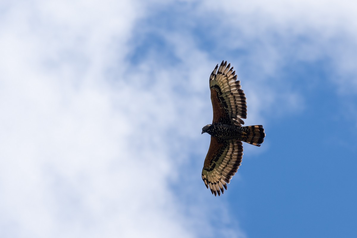 カンムリクマタカ - ML649893307